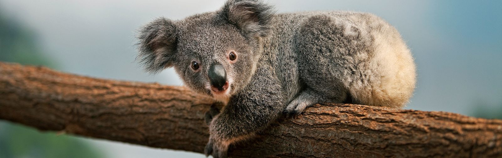 How Can We Help Save The Koalas Affirmations Publishing House